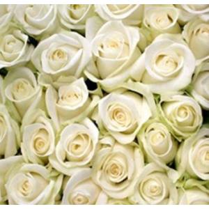 大輪バラ200本の花束【送料無料】お祝・誕生日...の詳細画像4