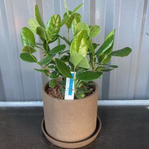 フェイジョアアポロの商品一覧 通販 Yahoo ショッピング