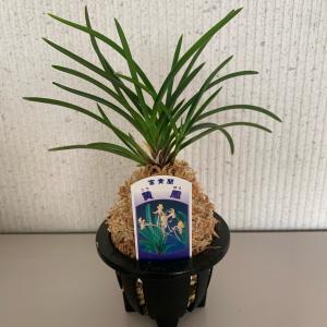 富貴蘭　風蘭　5鉢　品種はわかりません フウキラン(富貴蘭) 品種おまかせ 3~4号(1鉢) | チャーム