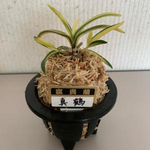 富貴蘭(風蘭)3.5号【品種おまかせ】の詳細画像1