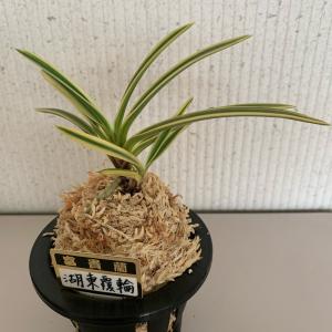 富貴蘭(風蘭)3.5号【品種おまかせ】の詳細画像4