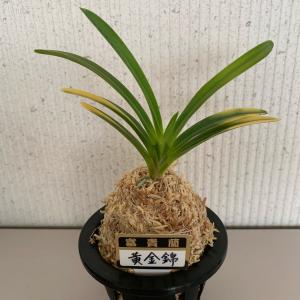 富貴蘭(風蘭)3.5号【品種おまかせ】の詳細画像5