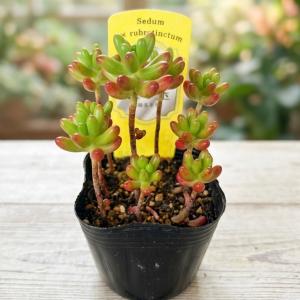 数量限定／多肉植物 寄せ植え 『J』観葉植物 ギフト 鉢 インテリア