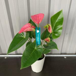 アンスリウム 観葉植物の商品一覧 通販 Yahoo ショッピング