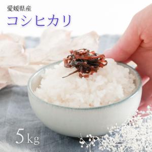 愛媛県産 コシヒカリ 5kg 令和6年産  新米 白米 精米 備蓄米 お米 米 こめ こしひかり コシヒカリ  お米のまるひ マルヒ マルヒ食糧 国産
