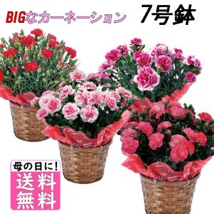 送料無料  ギフト 選べるお花♪ 鉢植え カーネーション 7号鉢　のし・包装不可｜maruhiro