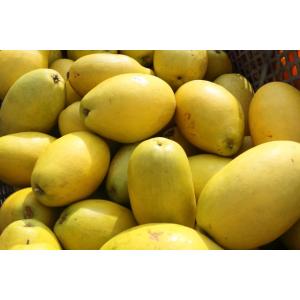 本かりん 8キロ前後 ご家庭用 訳あり 国産 ※マルメロではございません