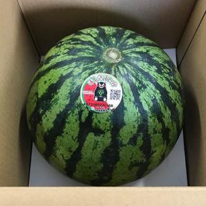 すいか 5キロ〜 1玉入り 旬の産地 秀品の詳細画像4