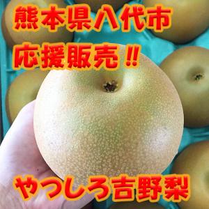 やつしろ応援企画 熊本県 吉野梨 2キロ前後 ...の詳細画像4