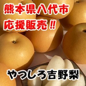 やつしろ応援企画 熊本県 吉野梨 2キロ前後 ...の詳細画像1