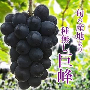 種無し巨峰 箱込4キロ前後 6〜12房入り ぶどう 葡萄 : 厳選