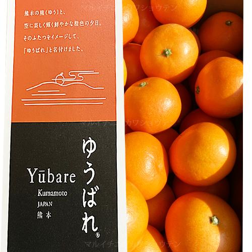 訳あり　ゆうばれ　2キロ前後　熊本ＥＣ１２　待望の新品種　熊本産　柑橘　ご自宅用　贈答用不可