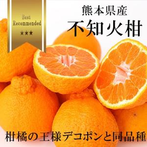 不知火柑 約5キロ前後 熊本産 15玉〜22玉 デコポンと同品種