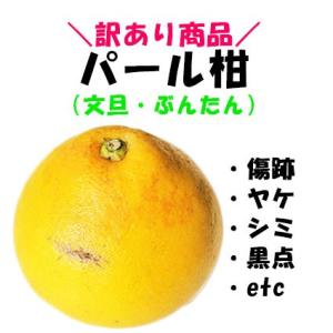 訳あり パール柑 約4キロ ご家庭用 文旦 熊本産の詳細画像2
