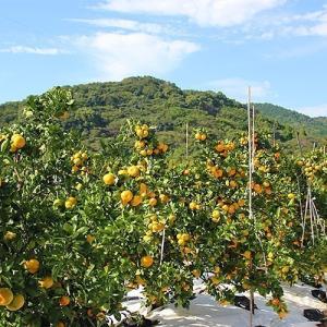訳あり 小玉みかん 約10キロ 熊本産 蜜柑 ...の詳細画像4