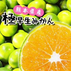 訳あり 小玉みかん 約10キロ 熊本産 蜜柑 ...の詳細画像2
