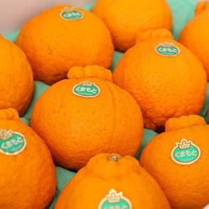 デコポン 小玉 約5キロ前後 20玉〜24玉 ...の詳細画像1