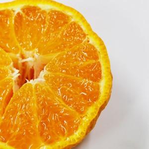 デコポン 小玉 約5キロ前後 20玉〜24玉 ...の詳細画像2