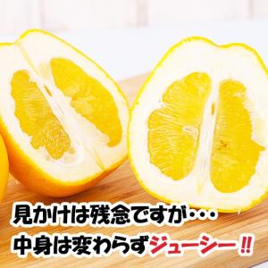 訳あり 河内晩柑 約10キロ 熊本産 ジューシ...の詳細画像1