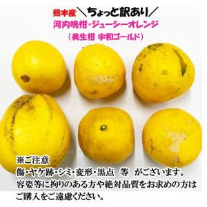 訳あり 河内晩柑 約10キロ 熊本産 ジューシ...の詳細画像2