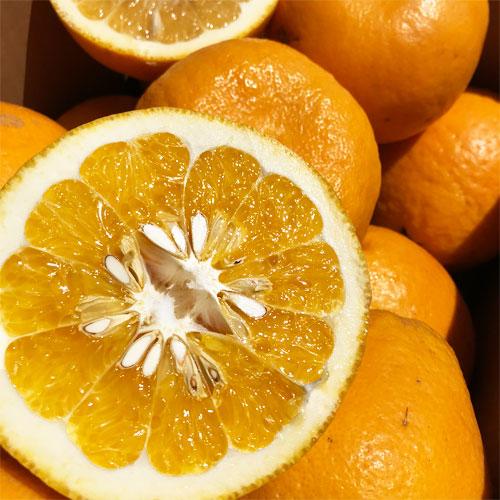 紅晩柑　約５キロ　秀品　熊本産　ジューシーオレンジ　べにばんかん