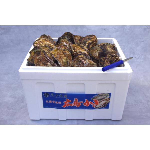 広島県産殻付き牡蠣　殻付き10kg　かき小町　生産者直送