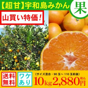 ◎超甘◎　山買い大特価！愛媛・宇和島みかん　10kg2,880円　送料無料/わけあり/サイズ込/温州/みかん