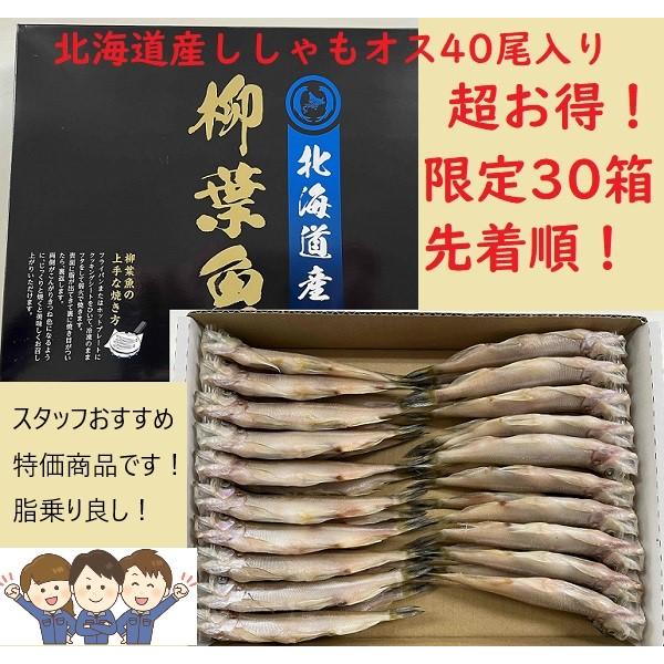 【限定30箱のみ】【脂のリ良好！】北海道産ししゃもオス４０尾入り　シシャモ　柳葉魚
