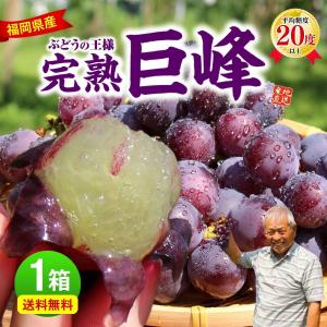 福岡 巨峰 1箱 1.5kg(3〜5房) 種あり ぶどう ブドウ 九州 田主丸 うきは お取り寄せ 農家直送 産地直送 朝採り 露地栽培 ギフト 贈答 まるかじり九州