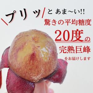 福岡 巨峰 1箱 1.5kg(3〜5房) 種あ...の詳細画像1