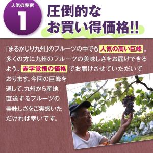 福岡 巨峰 1箱 1.5kg(3〜5房) 種あ...の詳細画像5
