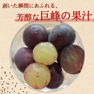 福岡 巨峰 1箱 1.5kg(3〜5房) 種あ...の詳細画像2
