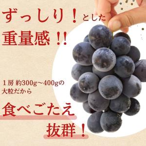 福岡 巨峰 1箱 1.5kg(3〜5房) 種あ...の詳細画像3