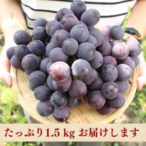 福岡 巨峰 1箱 1.5kg(3〜5房) 種あ...の詳細画像4