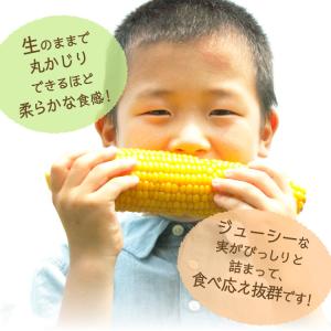 とうもろこし スイートコーン 大分 卯野農場 ...の詳細画像2
