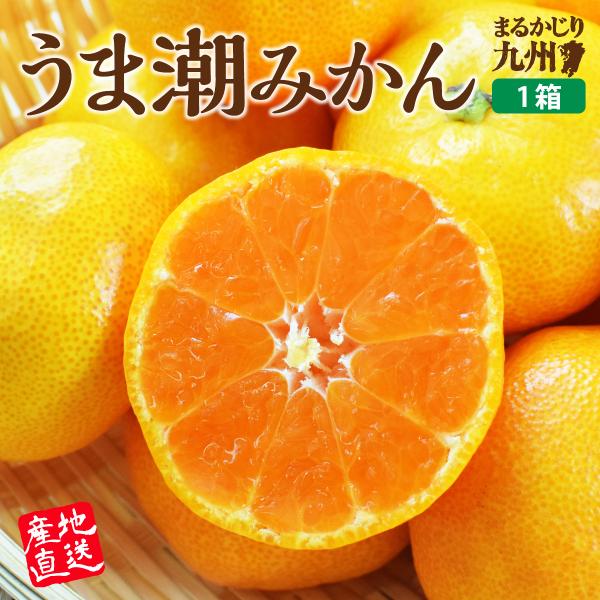 みかん 温州 福岡 熊本 佐賀 送料無料 1箱約2.5kg (2S〜Lサイズ混合) うま潮 産地直送...