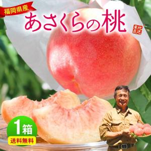 あさくらの桃 福岡 白桃 1箱 約1.5kg(5〜7玉) あかつき なつおとめ 九州 お取り寄せ ご当地 産地直送 果物 ご自宅用 まるかじり九州