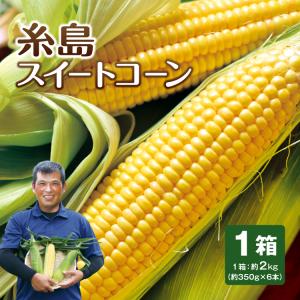 【送料無料】糸島スイートコーン 福岡産 1箱 約2kg（約350g×6本） とうもろこし トウモロコシ コーン 恵味 朝採れ 朝もぎ 九州 福岡 糸島市 贈答 お中元｜marukajiri-kyushu