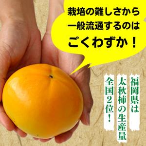 太秋柿 柿 甘柿 福岡 かき 甘熟 1箱 約2...の詳細画像3