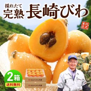 【まもなく完売】びわ 枇杷 茂木 長崎 2箱セット 1箱あたり 約500g（12玉） 長崎特産 秀品 完熟 ビワ 採れたて 早生 果物 産地 農家 直送 まるかじり九州｜まるかじり九州 Yahoo!店