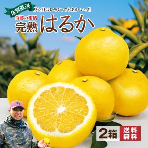 大豊作祝いのはるか 10kg 送料無料 訳あり・不選別 愛媛県産 フルーツ