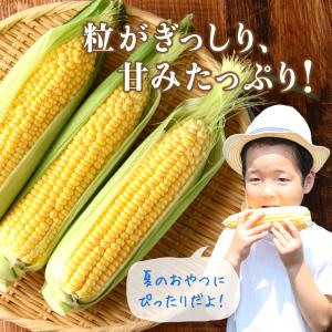 まもなく終売 とうもろこし スイートコーン 大...の詳細画像4