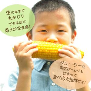 まもなく終売 とうもろこし スイートコーン 大...の詳細画像2