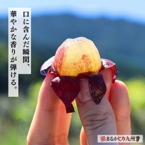 ピオーネ ぶどう 福岡 2箱セット 1箱あたり...の詳細画像1