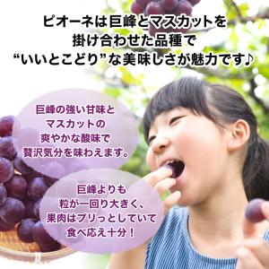 ピオーネ ぶどう 福岡 2箱セット 1箱あたり...の詳細画像5
