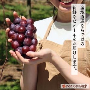 ピオーネ ぶどう 福岡 2箱セット 1箱あたり...の詳細画像2