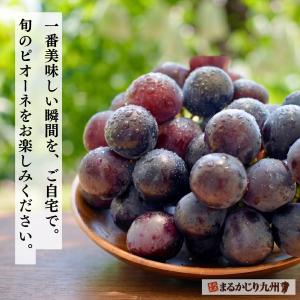 ピオーネ ぶどう 福岡 2箱セット 1箱あたり...の詳細画像3