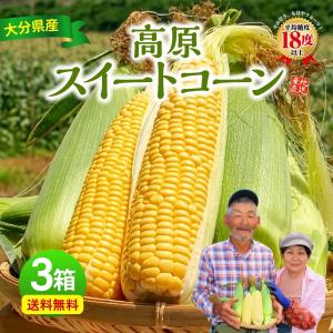 中国産 くわい（クワイ・慈姑） Lサイズ 約1kg 袋入り : 生鮮卸売市場