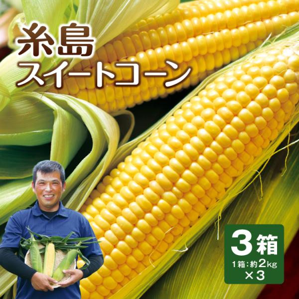 糸島スイートコーン 福岡産 3箱セット 1箱あたり約2kg（約350g×6本） とうもろこし コーン...