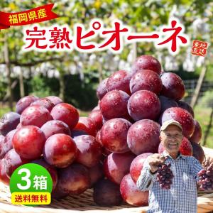 ピオーネ ぶどう 福岡 3箱セット 1箱あたり1.2kg 1房約400g×3〜4房 種なし ブドウ 葡萄 産地直送 九州 国産 お取り寄せ 果物 ギフト まるかじり九州
